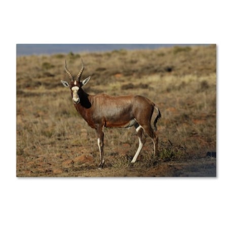 Bob Langrish 'Blesbok' Canvas Art,16x24